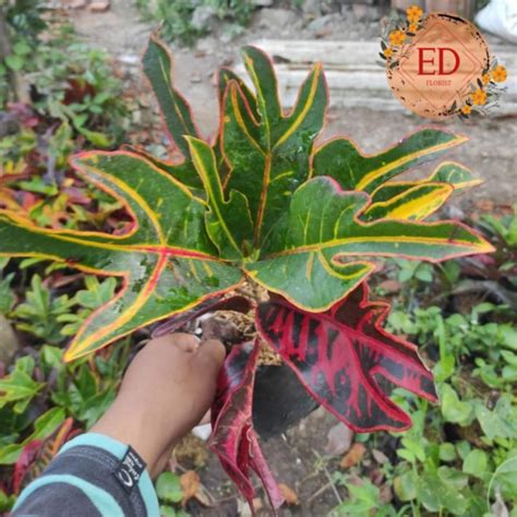 Jual PURING JET CODIAEUM VARIEGATUM Shopee Indonesia