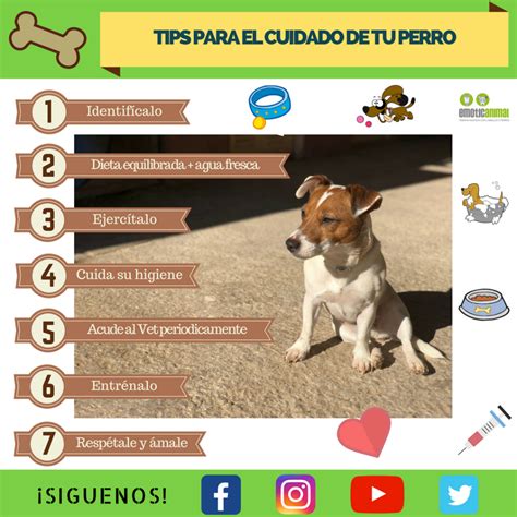 Tips Básicos Para El Cuidado De Tu Perro🐶 Emoticanimal