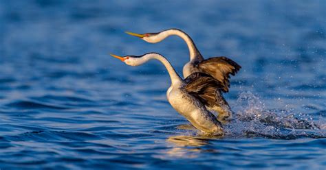 The Entire Colorado River Basin is in Crisis | Audubon