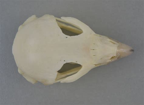 Falco Rusticolus Gyr Falcon Skullsite