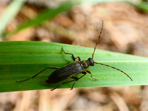 Mattschwarzer Blütenbock Grammoptera ruficornis Mattschw Flickr