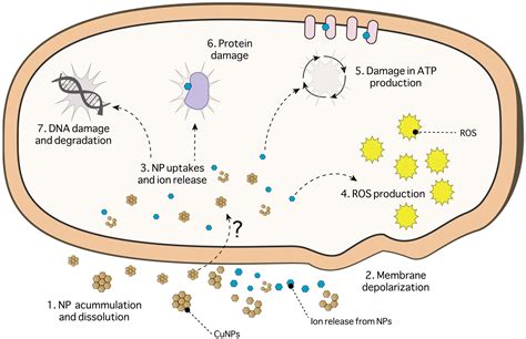 Ijms Free Full Text Toxicity Mechanisms Of Copper Nanoparticles And