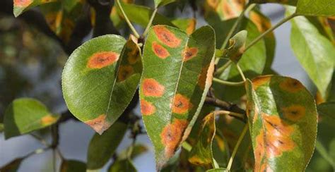 Principales Enfermedades De Las Plantas Causadas Por Hongos Blog