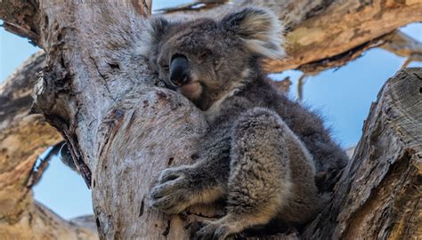 Australian Wildfires Killed Half A Billion Animals But No One's Talking ...