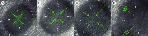 Formation Of Auxin Response Maxima Arms In The Apical Part Of The