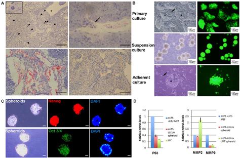 Characterization Of MiPS LLCcm Cells And Derived Tumor A Histology