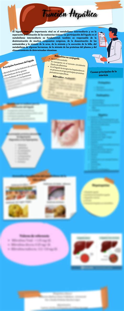 Solution Infografia Funci N Hep Tica Katherine Gomez Studypool