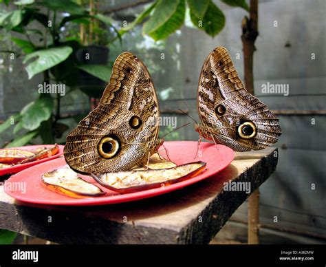 Amazon Rainforest Ecuador Stock Photo - Alamy