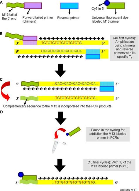 Figure From Estructura Poblacional Y Diversidad Gen Tica De Fr Jol