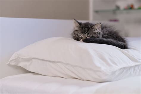 Why Does My Cat Sleep On My Pillow 8 Likely Reasons What To Do