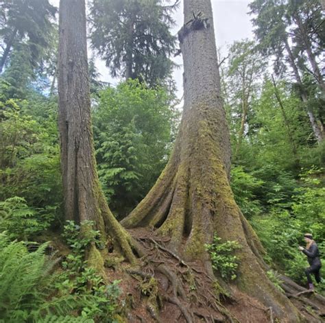 Ogle Old Growth Giants On The Cathedral Tree Trail In Astoria Oregon