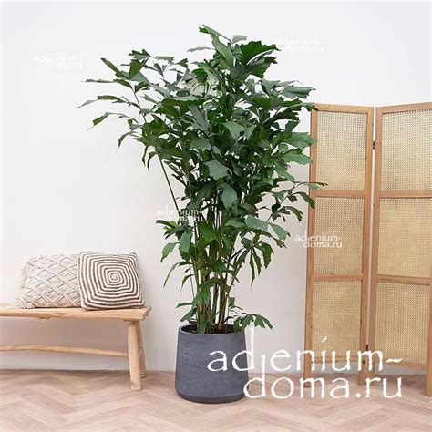 Caryota MITIS 'DWARF' (Кариота, Пальма 'Рыбий хвост'): купить 2 семени ...