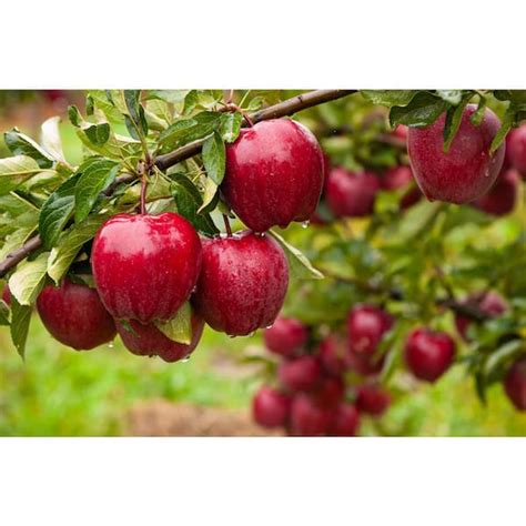 Online Orchards 3 Ft Red Delicious Apple Tree With Deep Ruby Red Fruit