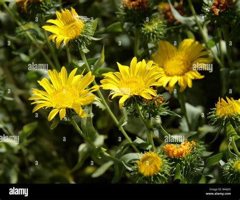 Gum Plant Grindelia Robusta Asteraceae California Usa Stock Photo