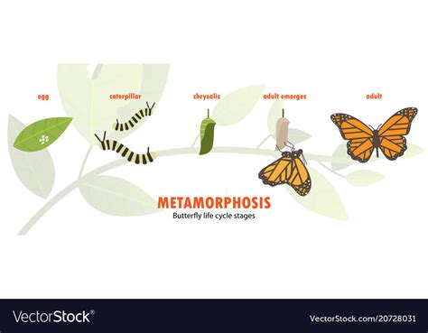 Butterfly Life Cycle Metamorphosis Royalty Free Vector Image