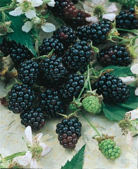 Growing The Ouachita Thornless Blackberry Rubus Perennial Shrub