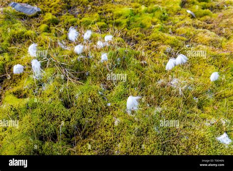 Arctic Lichens Hi Res Stock Photography And Images Alamy