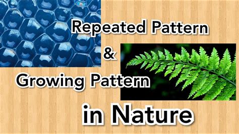 Repeated pattern & Growing pattern in Nature | Tamil | Creative Classroom - YouTube