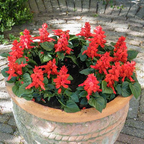 Salvia Splendens