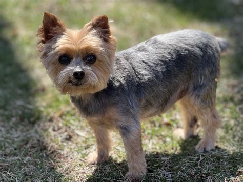 how to cut a yorkies hair 6