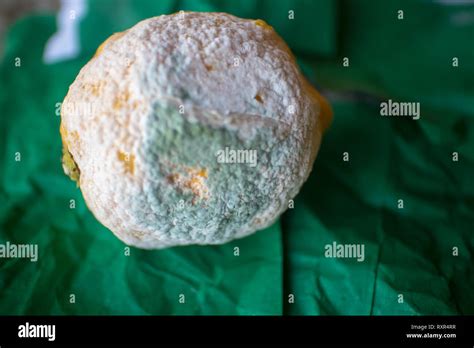 Moldy Fruit Rotten Lemon Hi Res Stock Photography And Images Alamy