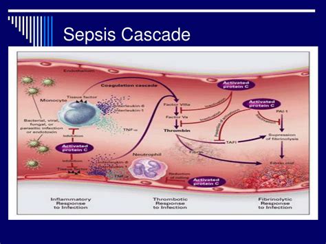 Ppt Systemic Inflammatory Response Syndrome Sirs Powerpoint Presentation Id 3111769