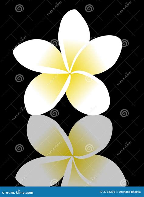 Frangipani Plumeria Tropical Flowers And Coconut Palm Leaves Frame