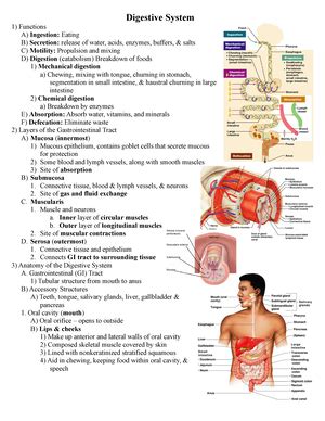 Heart Diagrams Labeled Biol Studocu