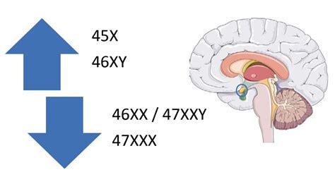 The Diversity Of Sex Development The Physiological Society