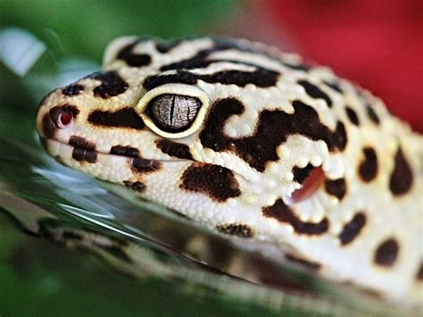 Leopard Gecko Eyes