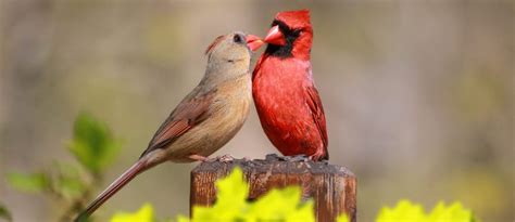 20 Fun And Interesting Facts About Cardinals 2020 Bird Watching Hq