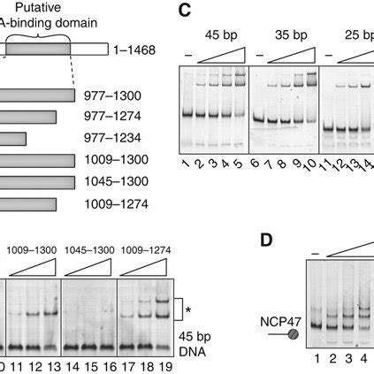 Defining The Minimal DNA Binding Domain Of Chd1 A Schematic