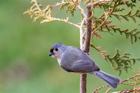 5 Ways To Attract Beautiful Birds To Your Garden