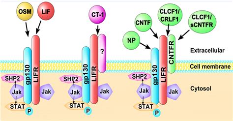 Neuropathies Of Stuve Wiedemann Syndrome Due To Mutations In Leukemia