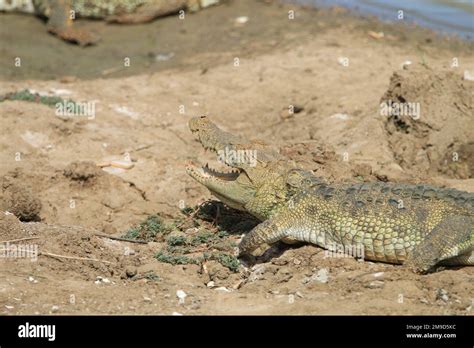 Sri Lankan Crocodile in the wilderness. Visit Sri Lanka Stock Photo - Alamy