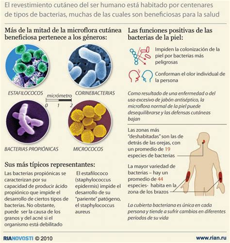 Bacterias Beneficas Para La Salud Invdes