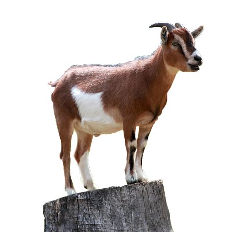 Goat Farm Agriculture Domesticated Horns Png