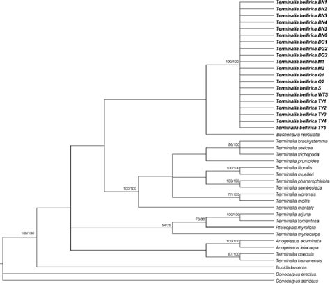 Maximum Parsimony Tree Inferred From The Its Sequence Data The