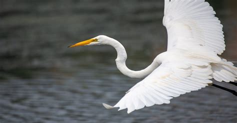 White Heron Flying over Lake · Free Stock Photo