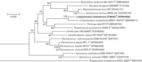 Neighbour Joining Tree Based On Nearly Complete 16s Rrna Gene Sequences