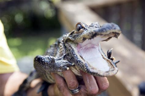 Cute Baby Alligator Stock Image Image Of Reptile Alligator 46655649