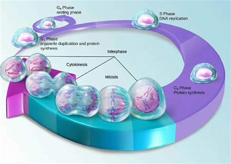 Cell Division Emedicodiary