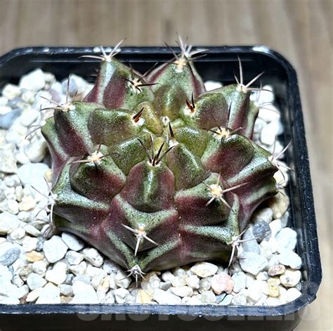 Shpr Gymnocalycium Mihanovichii Purple Nebula