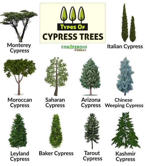 Cypress Trees Resilient Evergreens With Unique Ecological Value