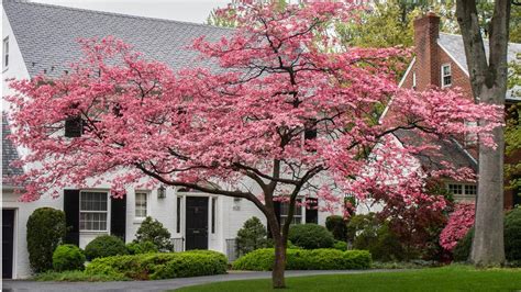 Stellar Pink® Dogwood, Cornus x 'Rutgan', Monrovia Plant