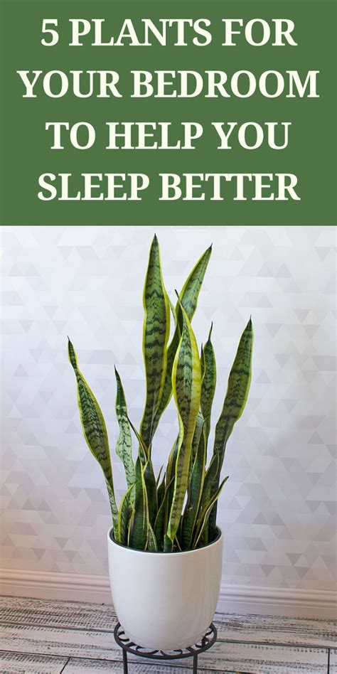 5 Plants For Your Bedroom To Help You Sleep Better Gardening Sun Gardening For Beginners