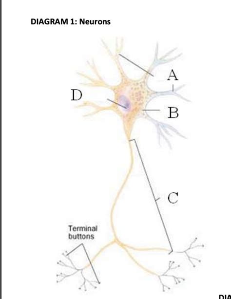 Solved DIAGRAM 3: The Brain DIAGRAM 1: | Chegg.com