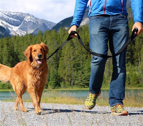 The 8 Best Dog Leashes