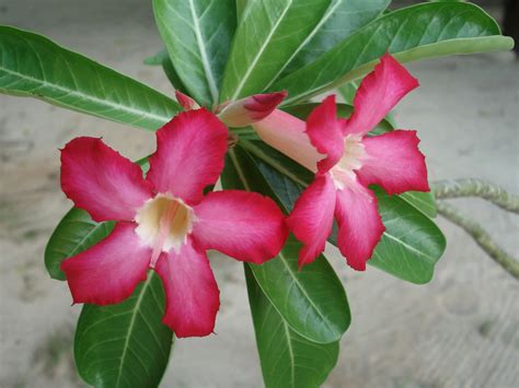 Adenium Obesum Desert Rose World Of Succulents