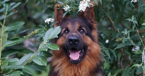 The 10 Top German Dog Breeds